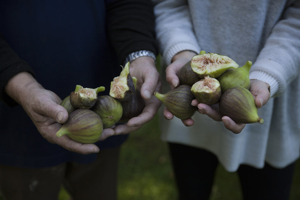 RURAL EXCHANGE INTERVIEW - Sweet Success: The Art + Challenges of Fig Farming with Emily Hope